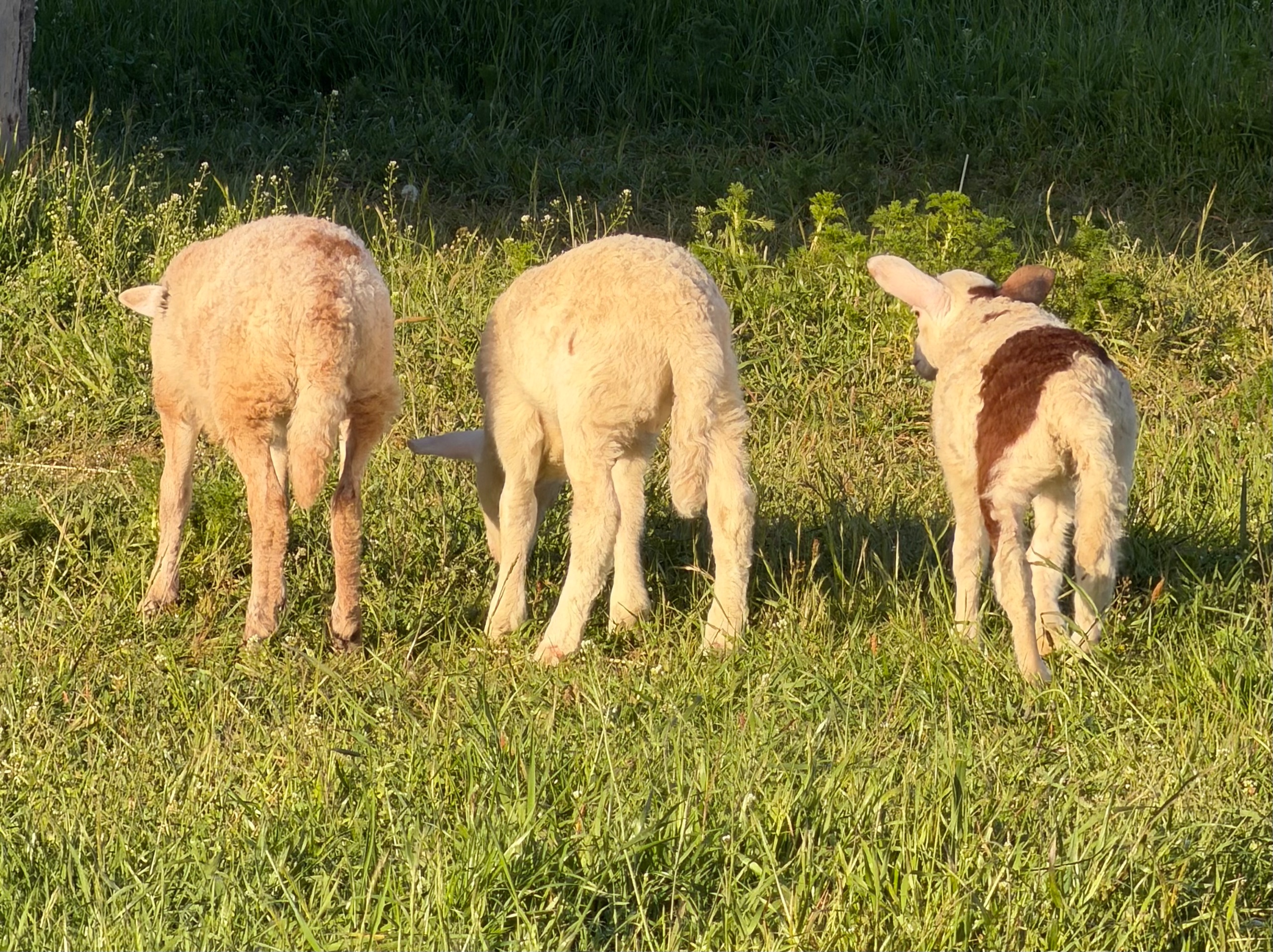 our bottle baby (r) grazing with her younger twin cousins